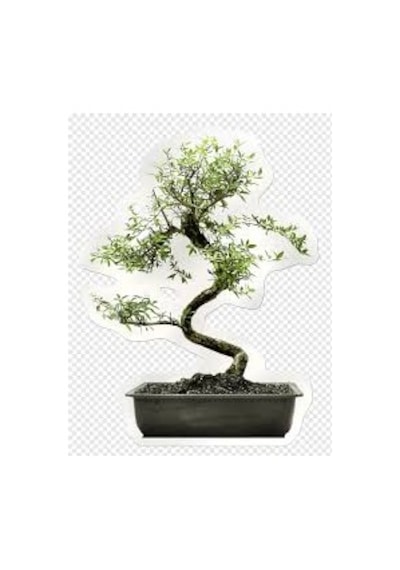 5 Adet Tohum Nadir Tavşan Memesi Bitki Ağaç Bonsai Tohumu