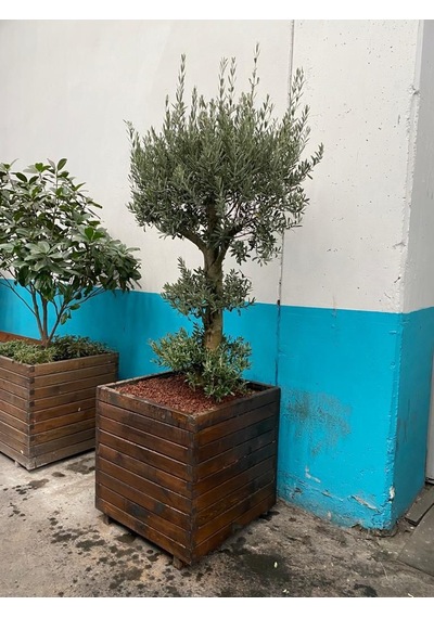 Kalın Ahşap Saksı 80x80 Cm Kare Dış Mekan Bitki Saksısı