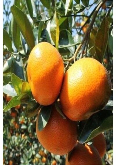 Aşılı Bodrum Mandalina Fidanı Kokulu 2 Yaş Bol Verimli