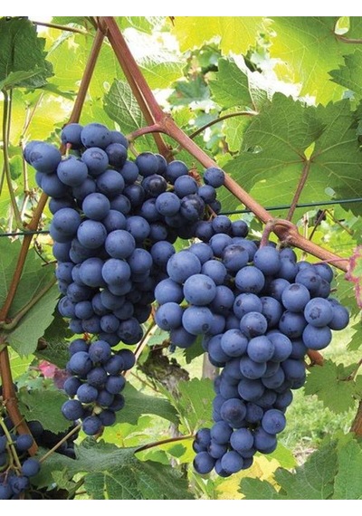 Videolu Lezzetli Üzüm Asması Fidanı 30-60 Cm Tüplü Çiçekli Bodur Bitkiler "grapevine"