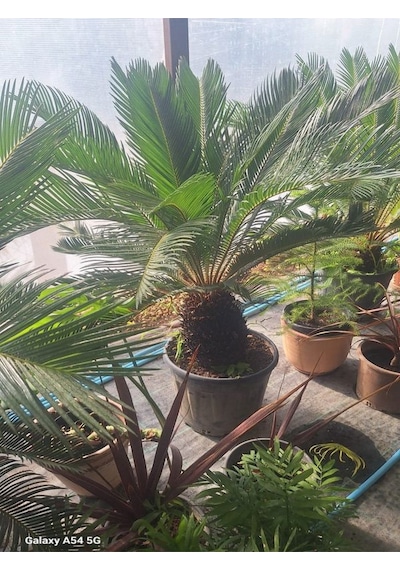 Büyük Japon Sago Palmiyesi Sikas 1 Adet Saksılı 70-100cm Cycas