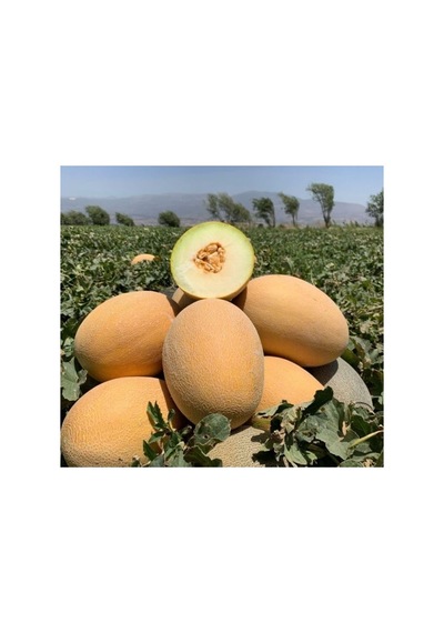 Kavun Ananas Tohumu - 5 Gram