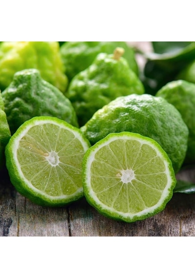3 Yaş Bergamot Fidanı