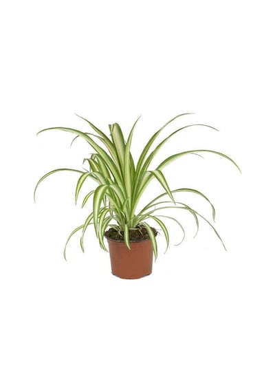 Chlorophytum - Kurdele Çiçeği (12 Cm Saksıda)