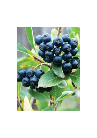 Nero Aronia Aronya Fidanı Fidesi 10-20 Cm