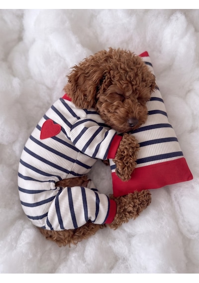 Mon Amour Çizgili Köpek Uyku Takımı Pamuklu Penye Köpek Tulumu Ve Mini Yastık Küçük Irklar İçin Tüy Dökülmesini Azaltır