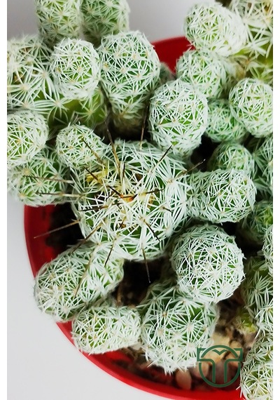 Dantel Kaktüs Beyaz Nadir Mammillaria Gracilis Fragilis Özel Tür