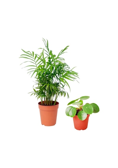 Areka Dağ Palmiyesi & Pilea Peperomioides - Set 2 Adet Mini - Ev Ofis Salon Iç Mekan Bitkisi - 30 Cm