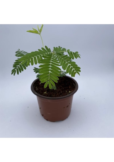 Küstüm Çiçeği Fidanı Küçük Boy 3-13 Cm Mimosa Pudica