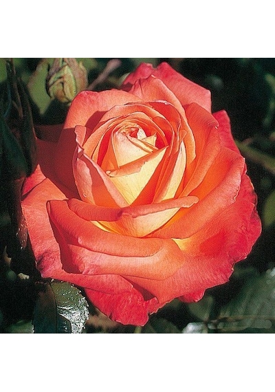 Tüplü Koleksiyonluk Yediveren Königin Der Rosen Kokulu Gül Fidanı