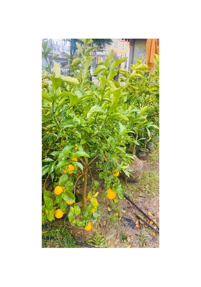 Büyük Limon Fidanı