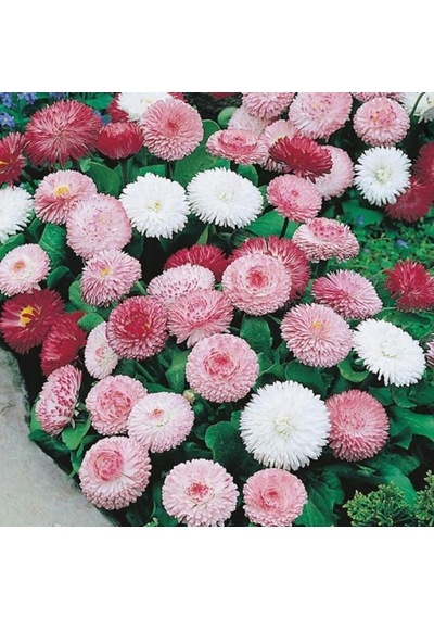 Mix Katmerli Bellis Perennis Ponpon İngiliz Çayır Papatyası Çiçeğ