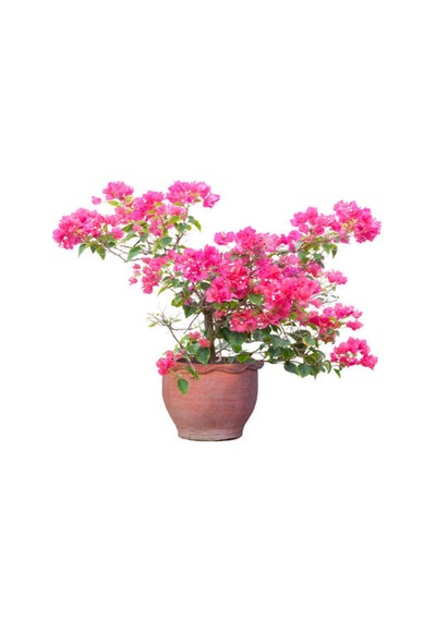 Açık Pembe Begonvil 40 60 Cm 1 Adet Saksılı Iç/ Dış Mekan Bitkisi Bougainvillea