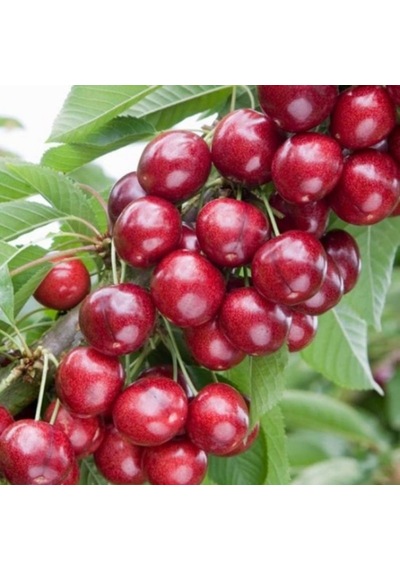 Tüplü Aşılı Yüksek Verimli Sweet Heart Kiraz Fidanı