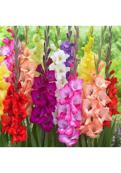 Gladiolus Mixed Glayör Çiçeği Soğanı 4 Adet