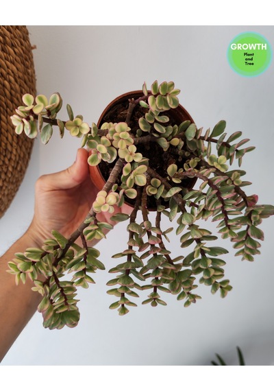 Portulacaria Afra Fil Azığı 10.5cm Saksıda 1 Adet