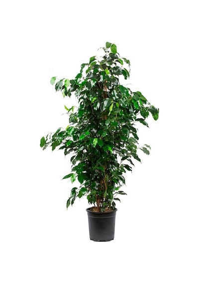 Ficus Benjamin 2 Adet -  Salon - Ofis Bitkisi 3816
