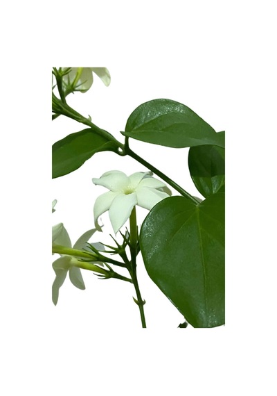 Yoğun Kokulu Ful Yasemin Çiçeği 1 Adet Saksılı/ Tüplü 40-50 Cm Star Jasmine