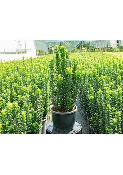 Videolu 1 Adet Yeşil Taflan Çiçeği Fidanı 30-60cm Tüplü Çiçekli Bodur Bitkiler Euonymus Japonicus