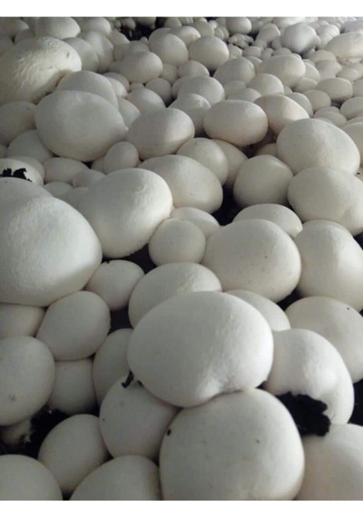 En Az 30.000 Adet Kültür Mantarı Tohumu Ve Eğitim Yönergesi