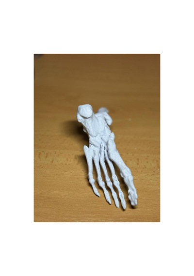 Anatomik İnsan Ayak Kemiği Modeli - Gerçek Mrı Taraması 3d Baskı