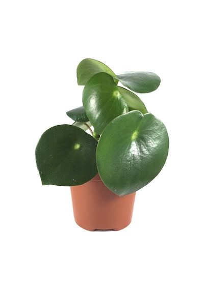 Peperomia Polybotrya (Yağmur Damlası Bitkisi) Ø12 CM Y20-25 CM Peperomia Polybotrya (Yağmur Damlası Bitkisi) Ø12 CM Y20-25 CM