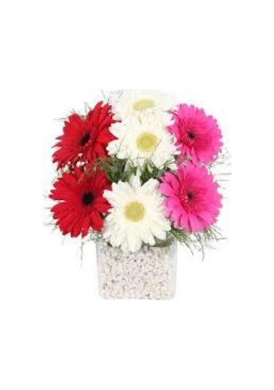 Gerbera Çiçeği Tohumu 5 Adet Tohum Jerbera Çiçek Tohumu