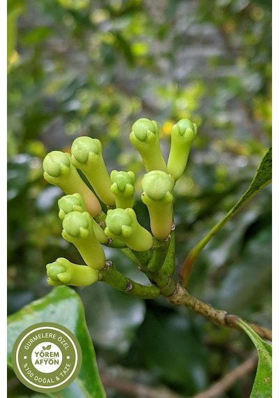 Yörem Afyon Isparta Yöresinden Seçkin Hasat Yağı Alınmamış Hakiki Tane Karanfil Syzygium Aromaticum 33gr.