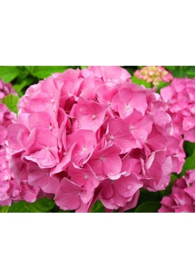Videolu Pembe Çiçekli Ortanca Fidanı 30-55 Cm Tüplü Çiçekli Bodur Bitkiler Pink Hydrangea