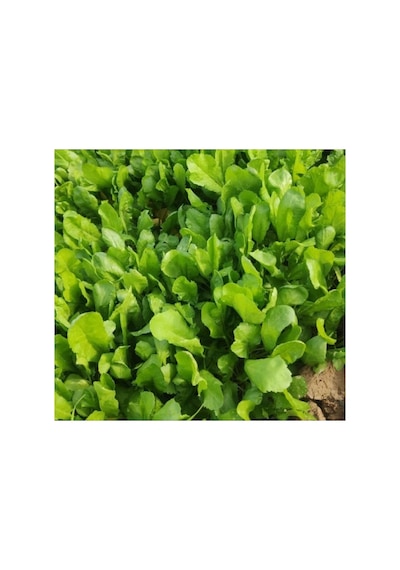 İnce Tere Tohumu - 10 Gram