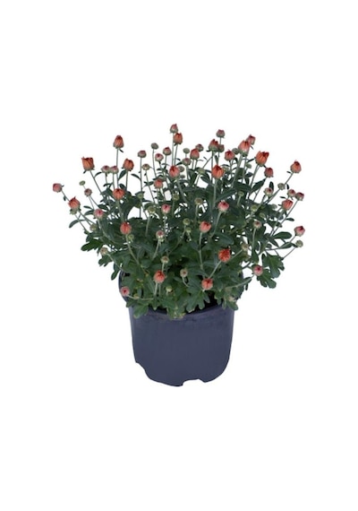 Kasımpatı Saksı Da Chrysanthemum Turuncu Renk 10-20 Cm