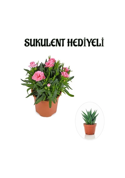 Hediyelik Mis Kokulu Şeker Pembe Karanfil Çiçeği Sukulent Hediyeli