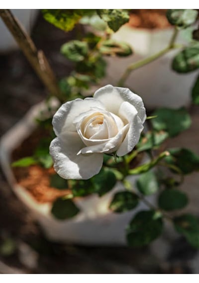 Videolu Yediveren Beyaz Gül Fidanı 25 35cm Saksıda Aşılı Gül White Rose