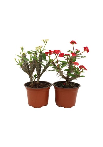 Videolu Milli Dikenler Tacı Kırmızı-beyaz Çiçekli 2 Adet 25 55 Cm Saksılı Kaktüs Euphorbia