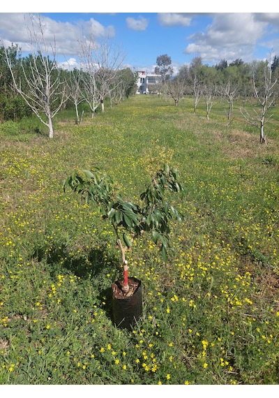 Aşılı Liçi Fidanı 7 Yaş Üzeri Çiçekli Çok Nadir Sınırlı Sayı...