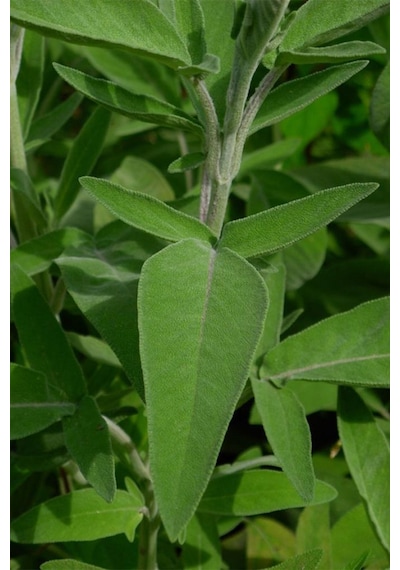 Anadolu Adaçayı Salvia Fruticosa L. 10-20 Cm