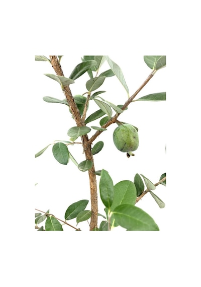 Kaymak Ağacı Feijoa Bitkisi 1 Adet Saksılı/tüplü 45-85cm Dış Mekan Bitkisi