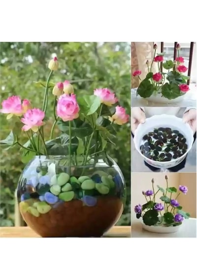 10 Adet Tohum Lotus Pembe Kase Lotusu Çiçeği Lotus Çiçeği Tohumu
