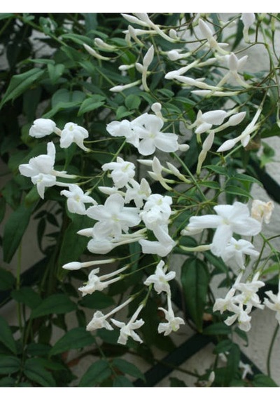 Arap Yasemin Arap 80 100 Cm 1 Adet Saksılı Dış Mekan Ve Dekarasyon Bitkisi Jasminum