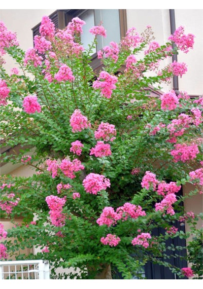 Videolu Pembe Renkli Oya Ağacı Fidesi 30 40 Cm 3 Adet Saksılı Dış Mekan Ağaç Lagerstroemia Indica