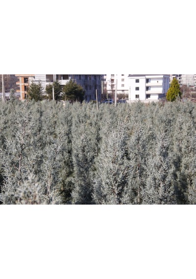 Mavi Servi 3 Adet Paket - Aşılı Çit Bitkisi 1.5 Metre