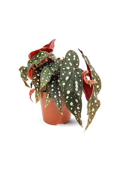 Thebestonline Begonia Maculata / Çilli Begonya