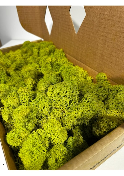 Reindermoss Şoklanmış Norveç Yosunu Terarium Yosunu Lime Green 5 Kg.