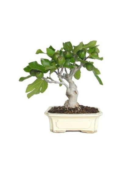 Bonsai Yeşil Incir Ağacı Tohumu Yetiştirme Kiti
