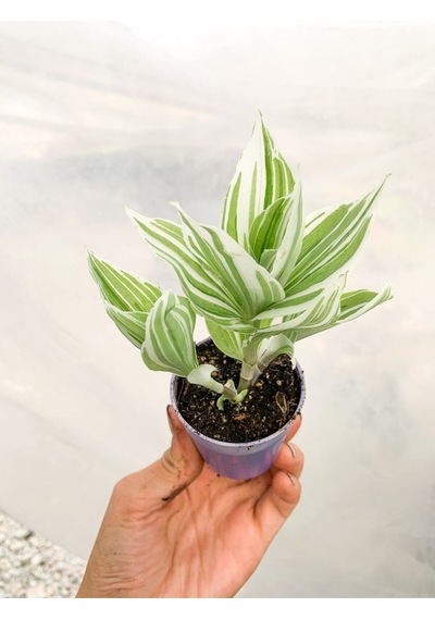 1 Adet Beyaz Alacalı Telgraf Çiçeği 10-15 Cm Saksılı Çiçekli Bodur Tradescantia Albiflora Diğer