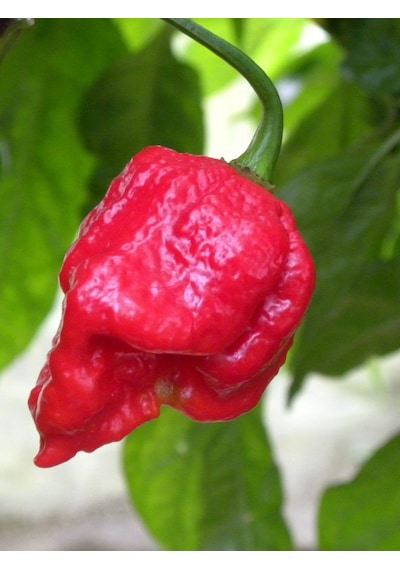 Trinidad Moruga Scorpion / 1.2 Milyon Scoville - Gerçek Taze Acı Biber