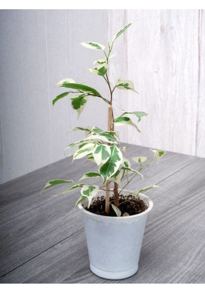 Tek Dal Alacalı Beyaz Benjamin 40-70cm 1 Adet Tüplü İç/ Dış Mekan Bitkisi