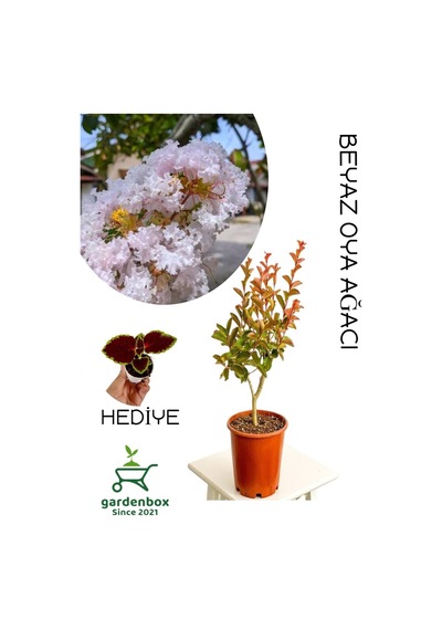 Beyaz Renk Oya Ağacı 30-60cm 1 Adet Saksılı Bahçe Bitkisi+yaprak Güzeli