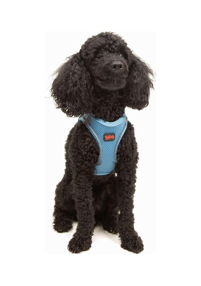 Tailpetz Air-mesh Göğüs Tasması 3xs Mavi, Xs Sku: Zeusb07pzflrgm Açık Bej - Bej