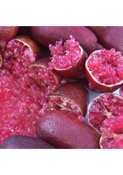 5 Yaş Aşılı Finger Lime Mıa Rose. Torbada